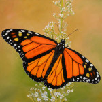 Butterfly in Oil