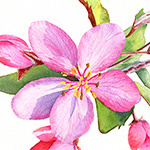 Crabapple Blossom in Watercolor
