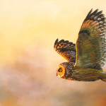 Flying Owl in Oil