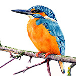 Kingfisher in Watercolor