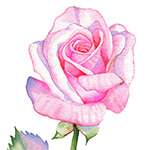 Pink Rose in Watercolor - Based on class from Louise De Masi