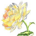 Yellow Rose in Watercolor - Based on class from Louise De Masi