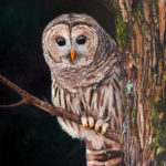 Barred Owl in Oil