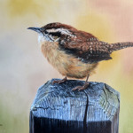 Carolina Wren in Oil