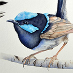 Superb Fairy Wren in Watercolor