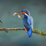 Kingfishers in Oil