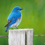 Mountain Bluebird in Oil