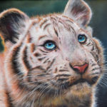 White Tiger Cub in Oil