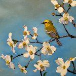 Warbler in Dogwood in Oil