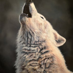 Wolf in Oil